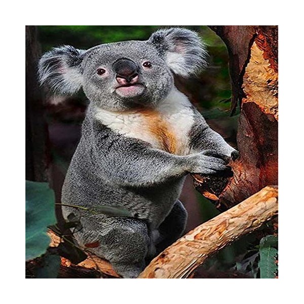 GBPR Puzzle Adulte 5000 Pièces Puzzle 3D Koala Puzzle pour Adultes Puzzle en Bois de Haute qualité