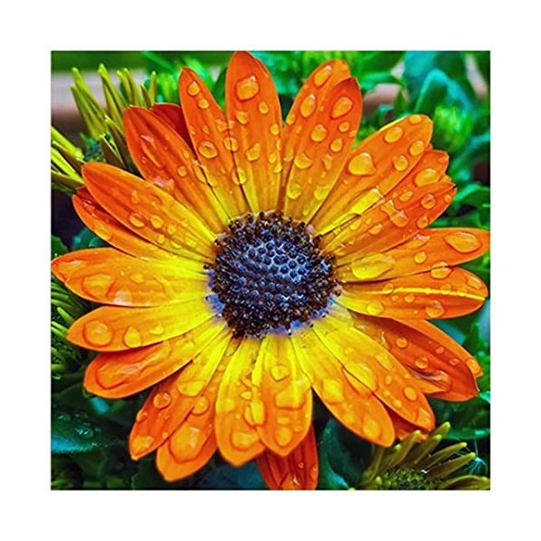 GBPR Puzzle 5000 Pièces Adulte Puzzle en Bois Fleur de soleil-5000 Éducatif de Soulagement du Stress pour Adultes Enfants Bri