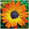 GBPR Puzzle 5000 Pièces Adulte Puzzle en Bois Fleur de soleil-5000 Éducatif de Soulagement du Stress pour Adultes Enfants Bri