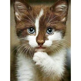 Puzzle 3D 1000 p -Cat with blue eyes-4000 Puzzle créatif Difficile Grand Puzzle éducatif Anti-Stress Jouets pour Adultes Enfa