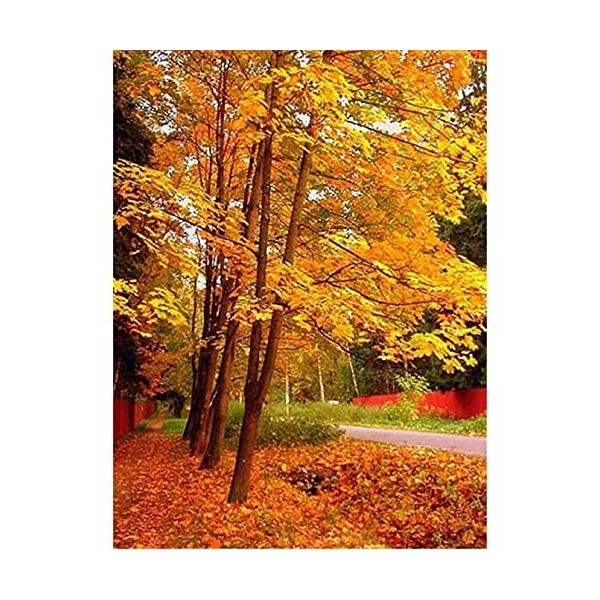 Puzzle 3D 1000 p -Landscape painting-40003D Puzzle Coloré Jeu Interactif Familial Puzzle éducatif Adulte Ensembles de Puzzle 