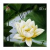 Puzzle Adulte 5000 Pièces Classique Kit Bricolage Jouet en Bois Cadeau Unique Décor À La Maison Lotus blanc-5000pièces