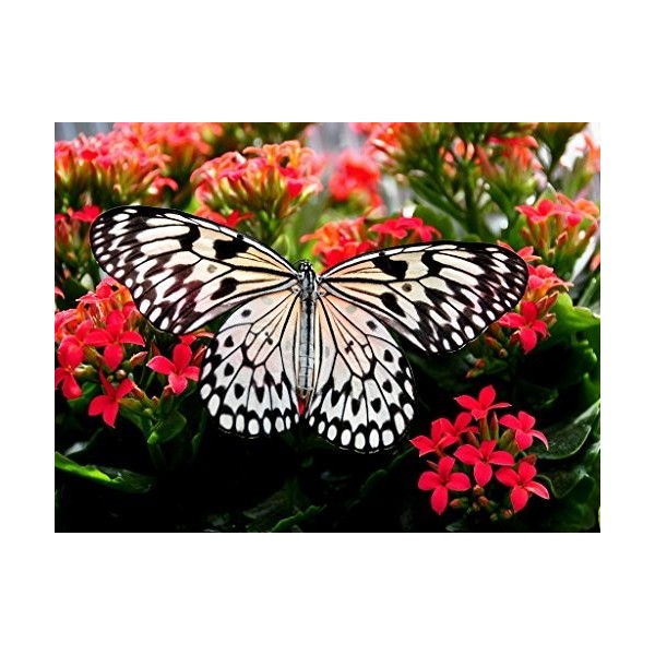 Schmetterling - 2.000 Teile Puzzle 