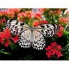 Schmetterling - 2.000 Teile Puzzle 