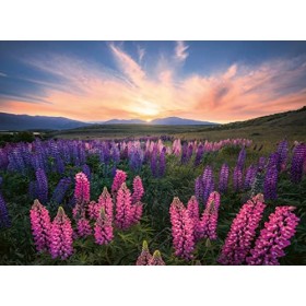 Ravensburger - Puzzle Adulte - Puzzle 500 pièces - Les lupins Nature edition - Adultes et enfants dès 12 ans - Puzzle de qu