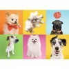 Trefl Puzzle, Chiens, 500 Pièces, Qualité Premium, pour Adultes et Enfants à partir de 10 Ans, 37378