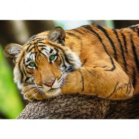 Trefl 916 37397 EA 500pcs Tiger, Multicoloured