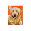 Talking Table- Puzzle et Affiche Labrador Orange Double Face de 100 pièces illustrés, Animaux | pour Les Enfants, Adultes, Am