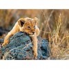 Ravensburger - Puzzle Enfant - Puzzle 200 p XXL - Le petit lionceau - Dès 8 ans - 12946