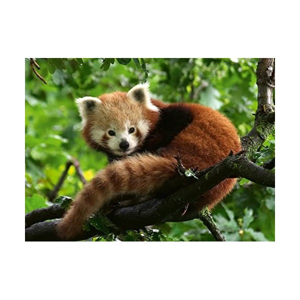Ravensburger - Puzzle Adulte - Puzzle 500 pièces - Adorable Panda roux - Adultes et enfants dès 12 ans - Puzzle de qualité su
