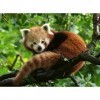 Ravensburger - Puzzle Adulte - Puzzle 500 pièces - Adorable Panda roux - Adultes et enfants dès 12 ans - Puzzle de qualité su