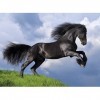 Clementoni Fresian Black Horse, 35071, Multicolore