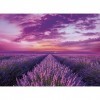 Clementoni- Puzzle Campos de Lavanda 1000pzs Does Not Apply Lavender Field-1000 pièces Adulte-fabriqué en Italie, 39606, Mult