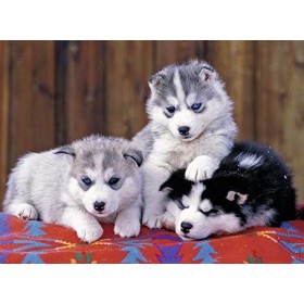 Ravensburger - Puzzle Enfant - Puzzle 200 p XXL - Mignons Huskies - Dès 8 ans - 12823