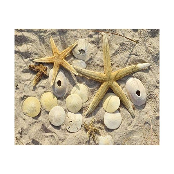 Sea Stars-Doran-Puzzle 1000 pièces