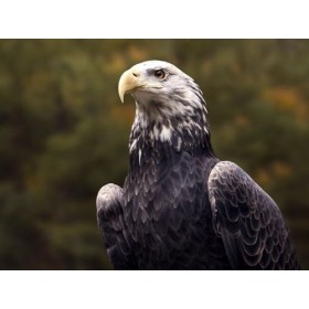 1000 Pièces,pour Adultes et Enfants à partir de 12 Ans Puzzle-Chauve, Aigle, Aigle, Oiseau 70x50cm