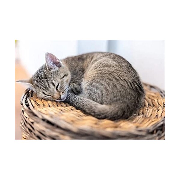 Puzzle 70 pièces Jigsaw Puzzle chat mignon 70 pièces pour adultes-20x15cm 7.87x5.90inch 