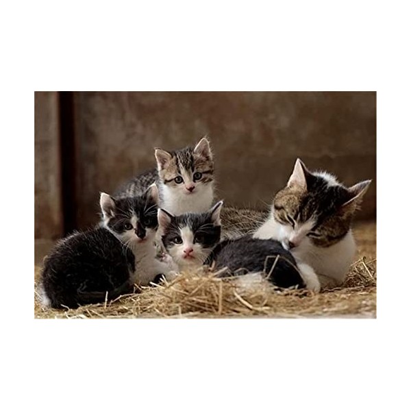 Puzzle 70 pièces Jigsaw Puzzle chat mignon 70 pièces pour adultes-20x15cm 7.87x5.90inch 