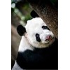 70 Pièces Puzzles pour Adolescents et Adultes Panda Puzzle en Bois Puzzle, Meilleur Cadeau pour Adultes et Enfants-20x15cm 7.