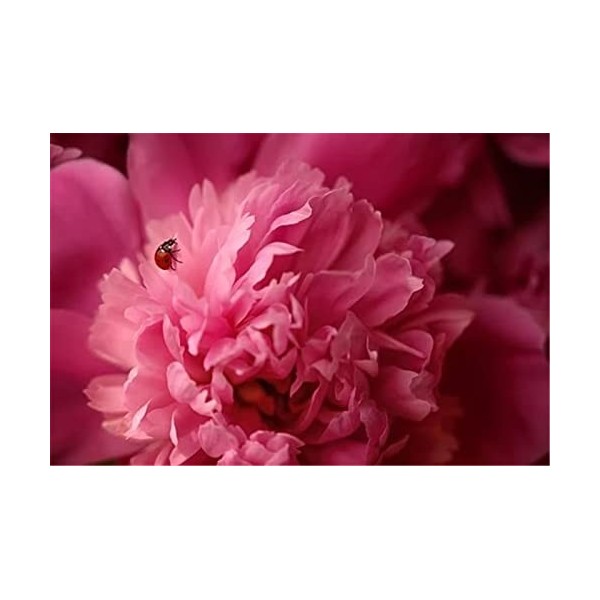 70 Pièces Puzzles pour Adultes, Puzzles Colorés Lune et Foule pour Enfants et Adolescents à partir de 12 Ans, Art de Puzzle D