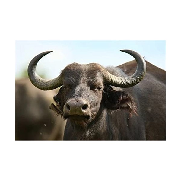 70 Pièces Puzzles pour Adultes, Belles Fleurs Puzzles Colorés pour Enfants et Adolescents à partir de 12 Ans, Art de Puzzle D