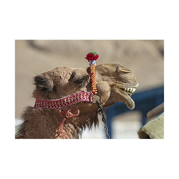 70 Pièces Puzzles pour Adultes, Belles Fleurs Puzzles Colorés pour Enfants et Adolescents à partir de 12 Ans, Art de Puzzle D