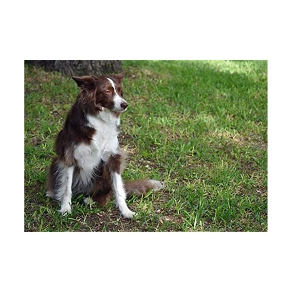 70 Pièces Puzzles pour Adultes Puzzles Difficiles Puzzles Difficiles Coeurs Colorés Puzzle Bricolage Divertissement Jouets Ca