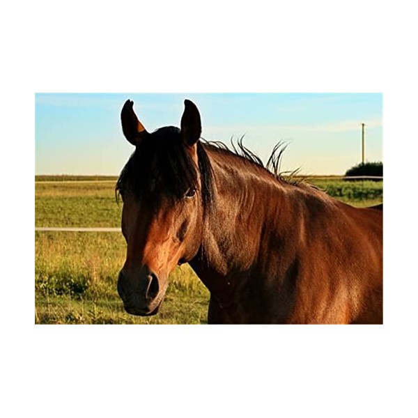 70 Pièces Puzzle Éducatif Puzzle Famille Jeu Cheval Cadeau pour Adultes et Enfants-20x15cm 7.87x5.90inch 