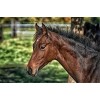 70 Pièces Puzzle Éducatif Puzzle Famille Jeu Cheval Cadeau pour Adultes et Enfants-20x15cm 7.87x5.90inch 