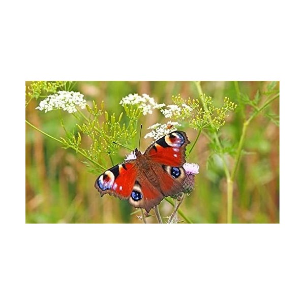 Puzzles 70 Pièces - Puzzles 70 Pièces pour Adultes - Couleurs Brillantes - Puzzles - Jeu de Décompression Éducatif Familial.-