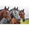 Puzzles pour Adultes Puzzle en Bois de 70 Pièces - Cadeau de Puzzle de Trois Chevaux-20x15cm 7.87x5.90inch 
