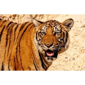 Puzzles pour Adultes Puzzle en Bois de 70 Pièces - Cadeau de Puzzle de Tigre-20x15cm 7.87x5.90inch 