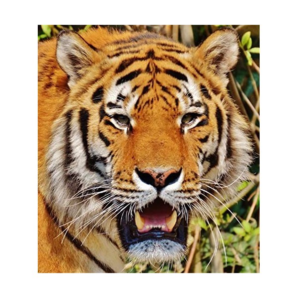 Puzzles pour Adultes Puzzle en Bois de 70 Pièces - Cadeau de Puzzle de Tigre-20x15cm 7.87x5.90inch 