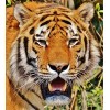 Puzzles pour Adultes Puzzle en Bois de 70 Pièces - Cadeau de Puzzle de Tigre-20x15cm 7.87x5.90inch 