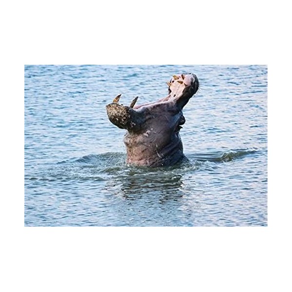 Puzzle 70 Pièces pour Adultes - Lanterne de Rue Grand Puzzle Dur pour Adultes - Puzzle Paysage avec Pièces Découpées avec Pré