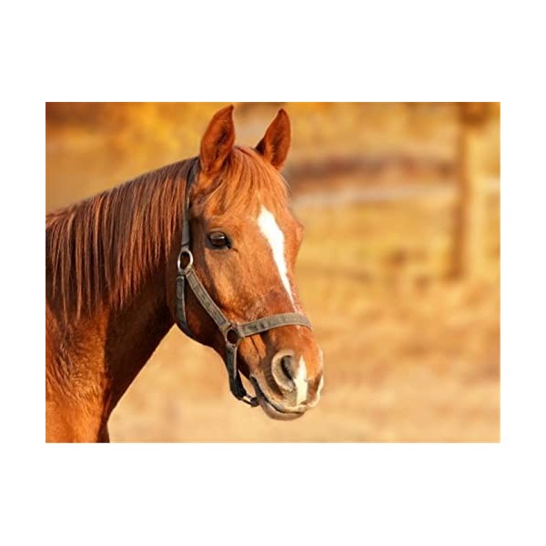 Puzzles en Bois 70 Pièces pour Adultes - Cheval - Puzzle - Jeu AR - Décoration Murale - Cadeau pour Amoureux des Puzzles-20x1