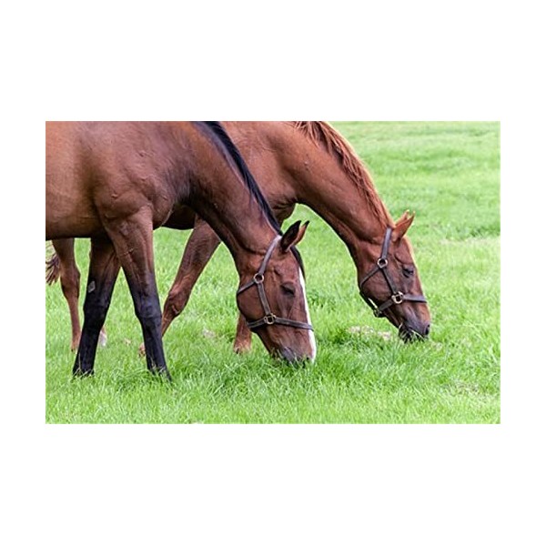 Puzzle 70 Pièces Puzzle Éducatif Jeu de Famille Cheval pâturage Cadeau pour Adultes et Enfants-20x15cm 7.87x5.90inch 