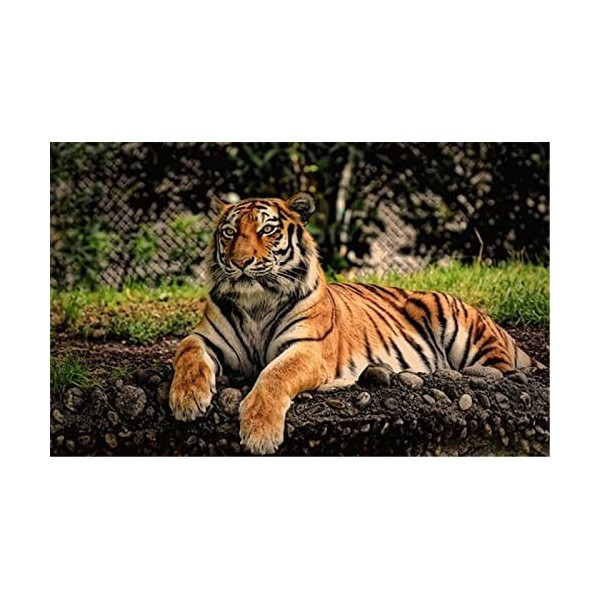 Puzzle 70 Pièces pour Adultes - Tigre dans la Neige Grand Puzzle Dur pour Adultes - Puzzle Paysage avec Pièces Découpées avec