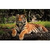 Puzzle 70 Pièces pour Adultes - Tigre dans la Neige Grand Puzzle Dur pour Adultes - Puzzle Paysage avec Pièces Découpées avec