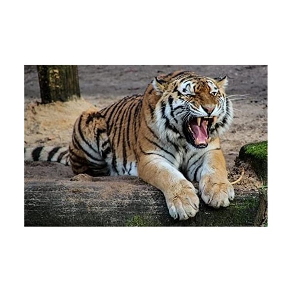 Puzzle 70 Pièces pour Adultes - Tigre dans la Neige Grand Puzzle Dur pour Adultes - Puzzle Paysage avec Pièces Découpées avec