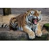 Puzzle 70 Pièces pour Adultes - Tigre dans la Neige Grand Puzzle Dur pour Adultes - Puzzle Paysage avec Pièces Découpées avec