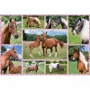 Schmidt Spiele Non Rêves de Chevaux, 150 pcs, 56269, Multicolore