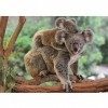 dino Puzzle 300 pièces XL : Koala avec Son Petit - XL