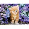 Clementoni - 30415.8 - Puzzle - Chat roux dans les fleurs - 500 Pièces