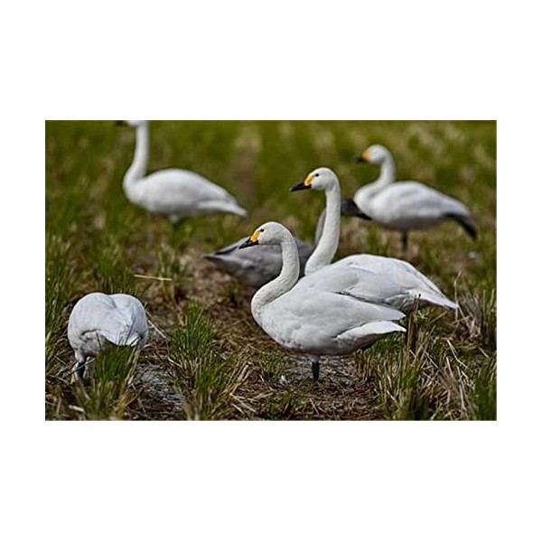 98 Pièces Puzzles pour Adultes Puzzles Difficiles Puzzles Cygne Puzzle Bricolage Divertissement Jouets Cadeau pour La Décorat