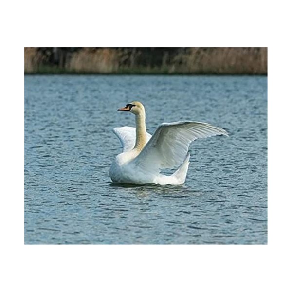 98 Pièces Puzzles pour Adultes Puzzles Difficiles Puzzles Cygne Puzzle Bricolage Divertissement Jouets Cadeau pour La Décorat