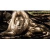 Jigsaw Puzzles 98 Pièces pour Adultes Lion Blanc Puzzle Difficile et Défi-20x29cm 7.87x11.41inch 