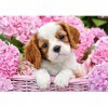 Castorland - B-52233 - Puzzle - Chiot dans Fleurs Roses - 500 Pièces