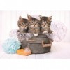 Clementoni Italy Lovely Kittens-180 pièces-Puzzle Enfant-fabriqué en Italie, 7 Ans et Plus, 29109, No Color