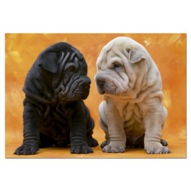 Educa - Puzzle 500 pièces - Petits chiens